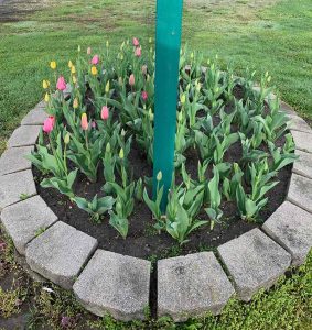Deer Repellent On Tulips