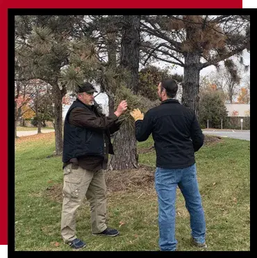 Tree Examination